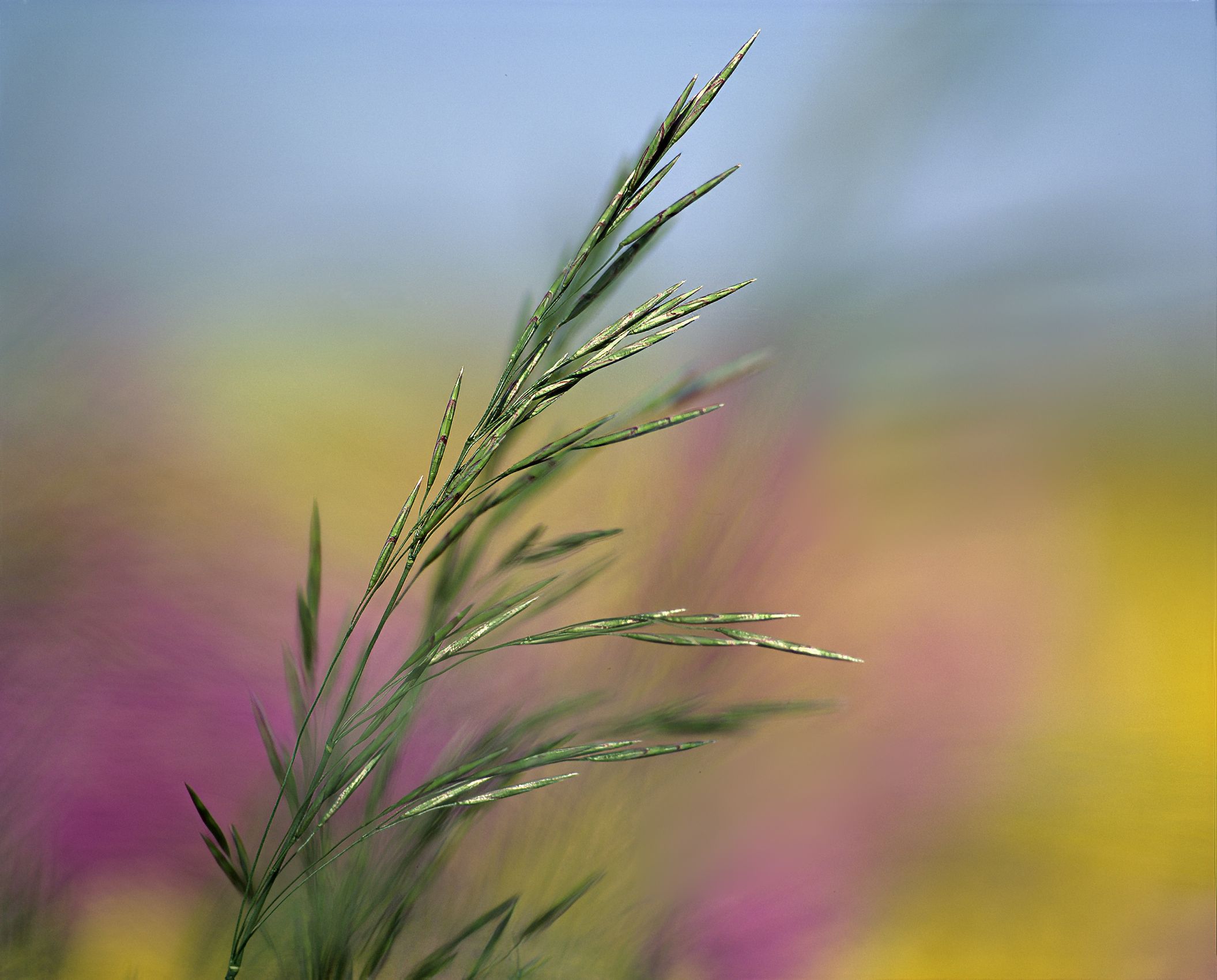 Page 160 Grass, Canola and Dame's Rocket.jpg