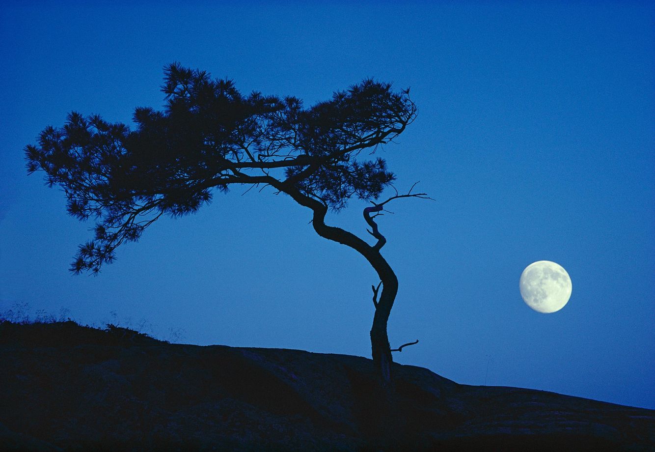 White Pine and Moon