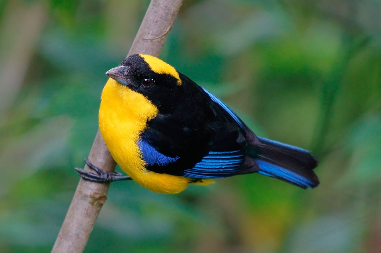Blue-winged Mountain Taninger