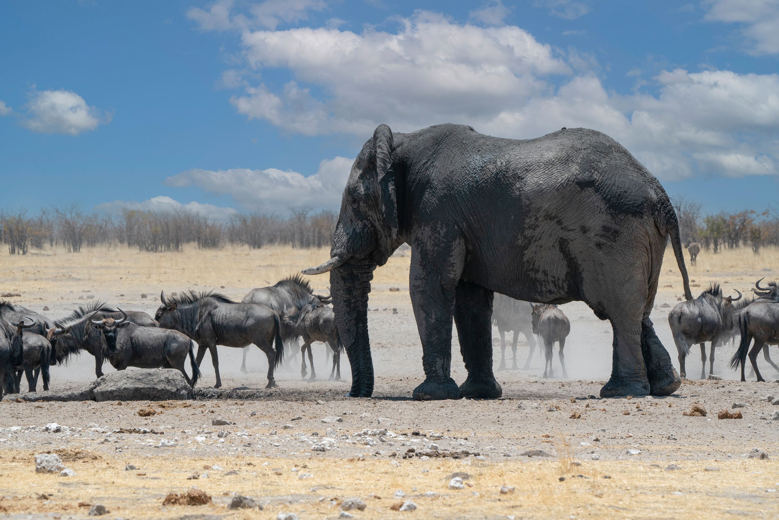 Page 108 Elephant and Wildebeest.jpg