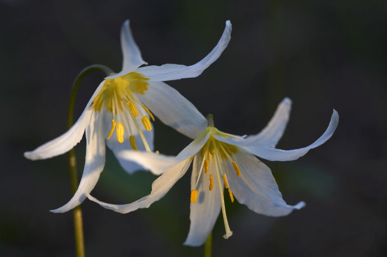 Avalanche Lilies