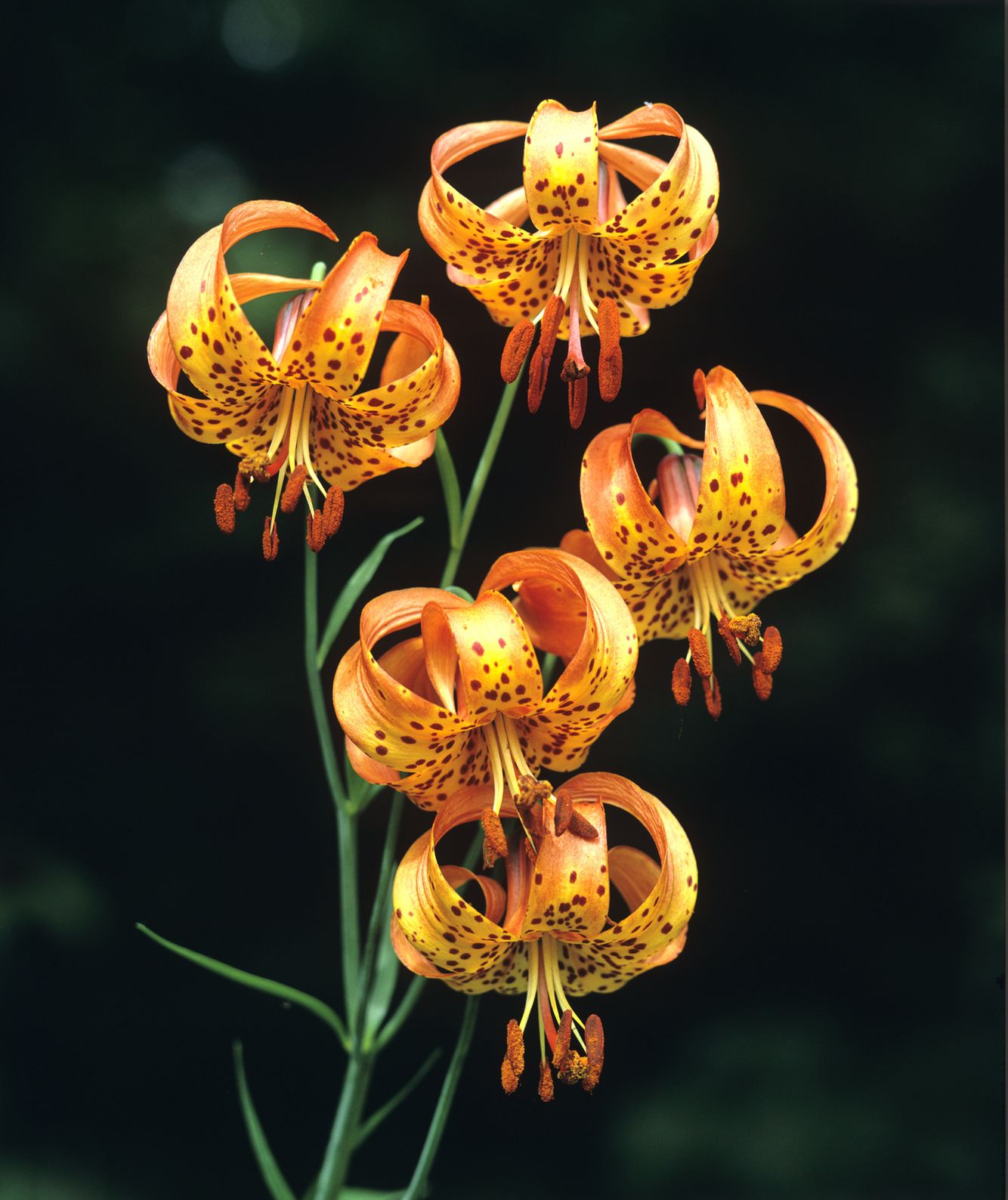 Michigan Lilies