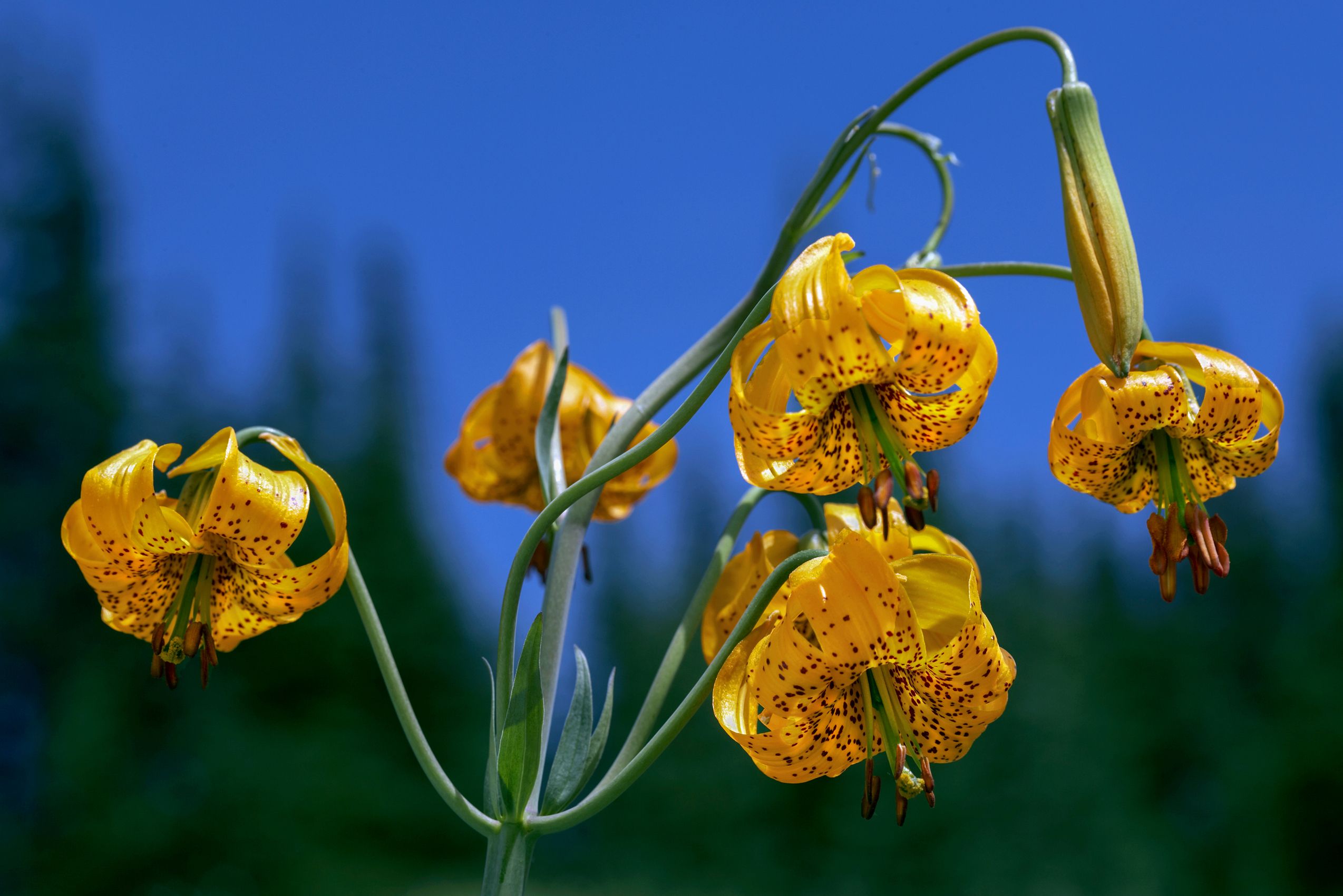 Page 162b (Bottom) MIchigan Lilies Olympic Peninsula.jpg