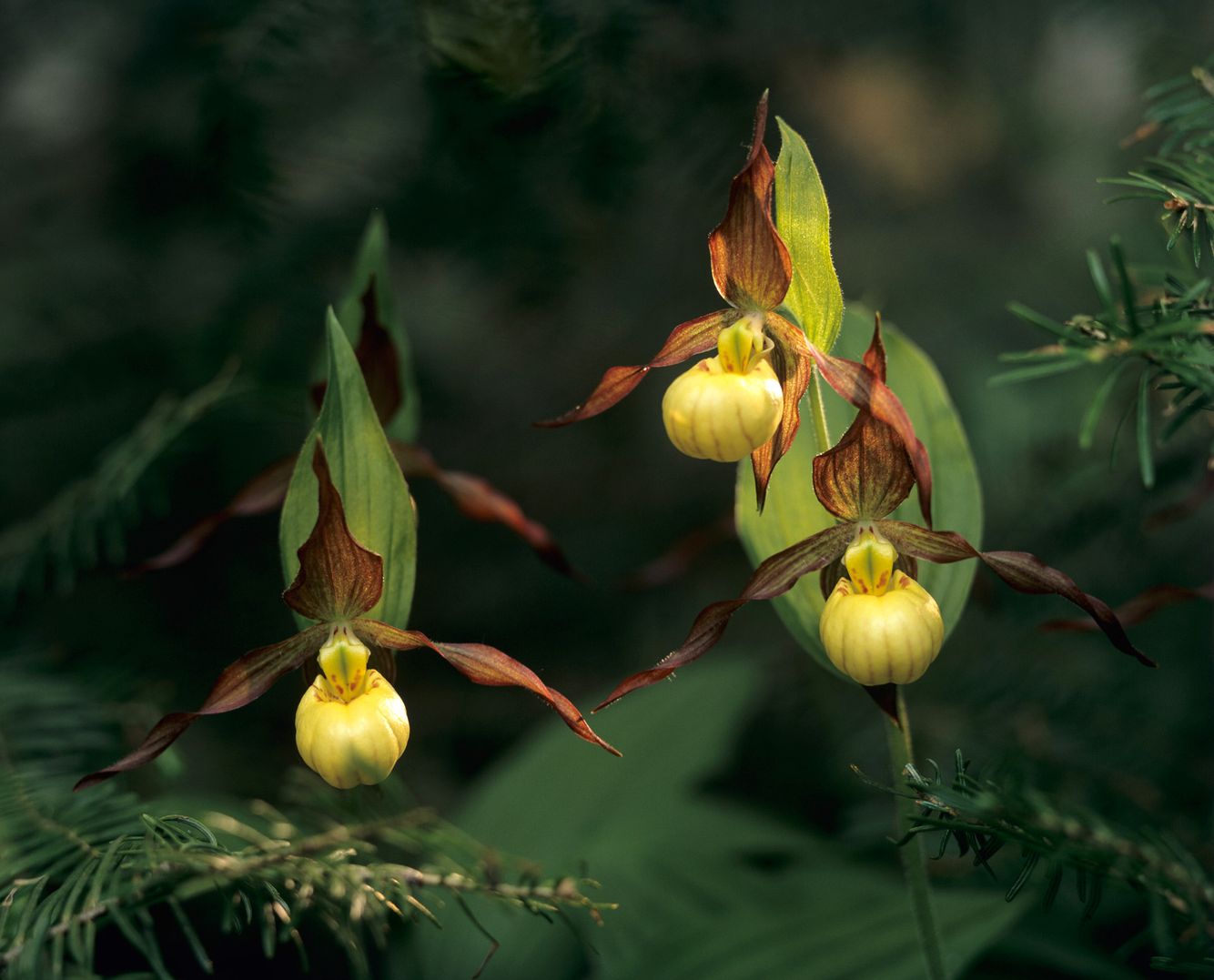 Small Yellow Ladyslippers