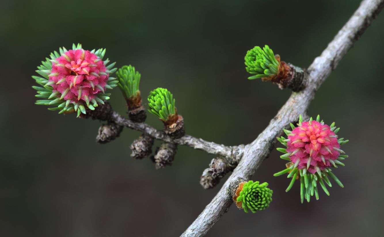 Larch Blossom