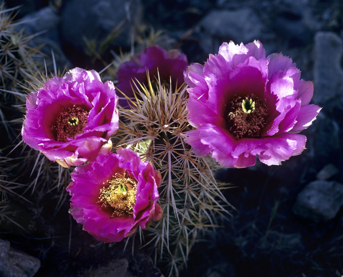 Hedgehog Cactus