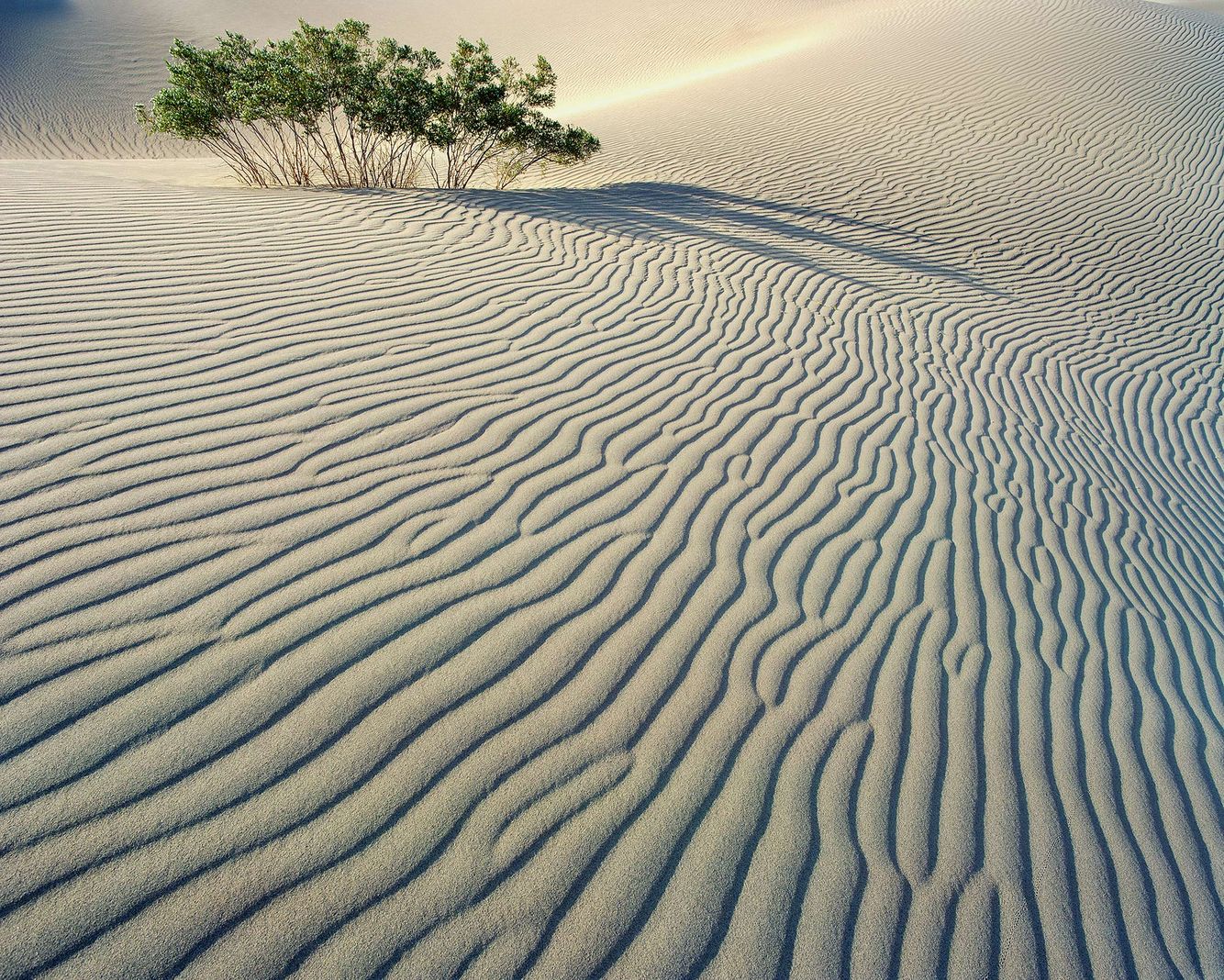 Creosote Bush in Death Valley Dunes