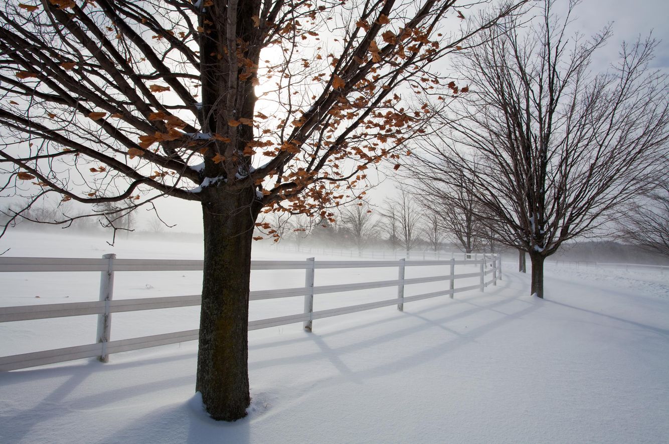Fence Line in Winter