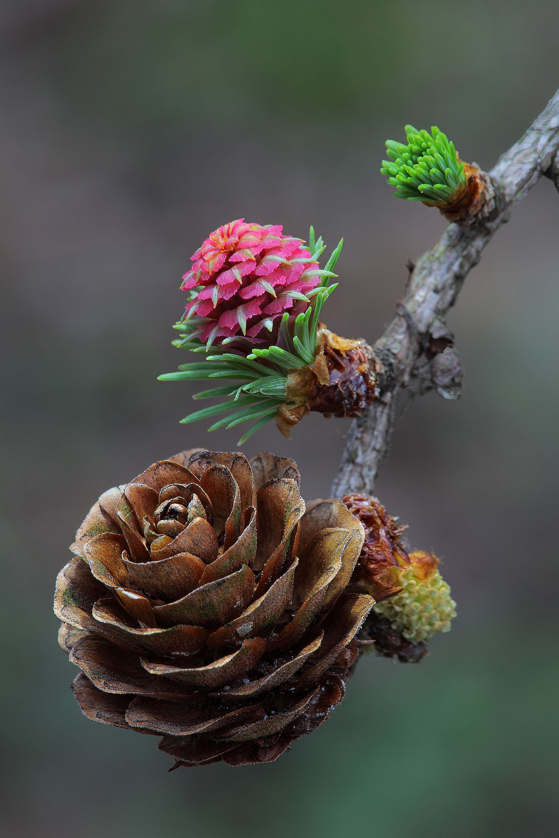Page 122 Larch Blooming.jpg