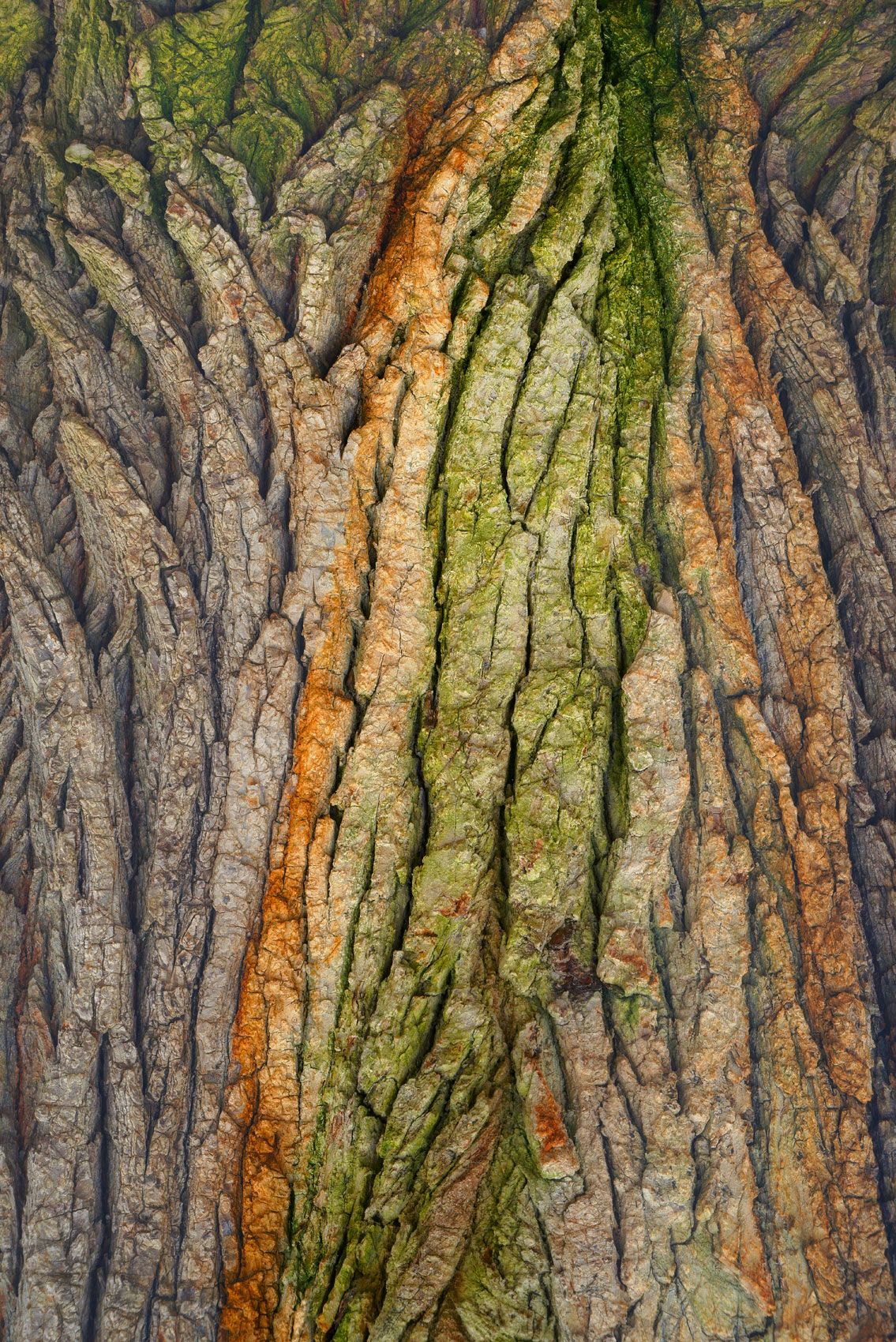 Tree Bark Enhanced