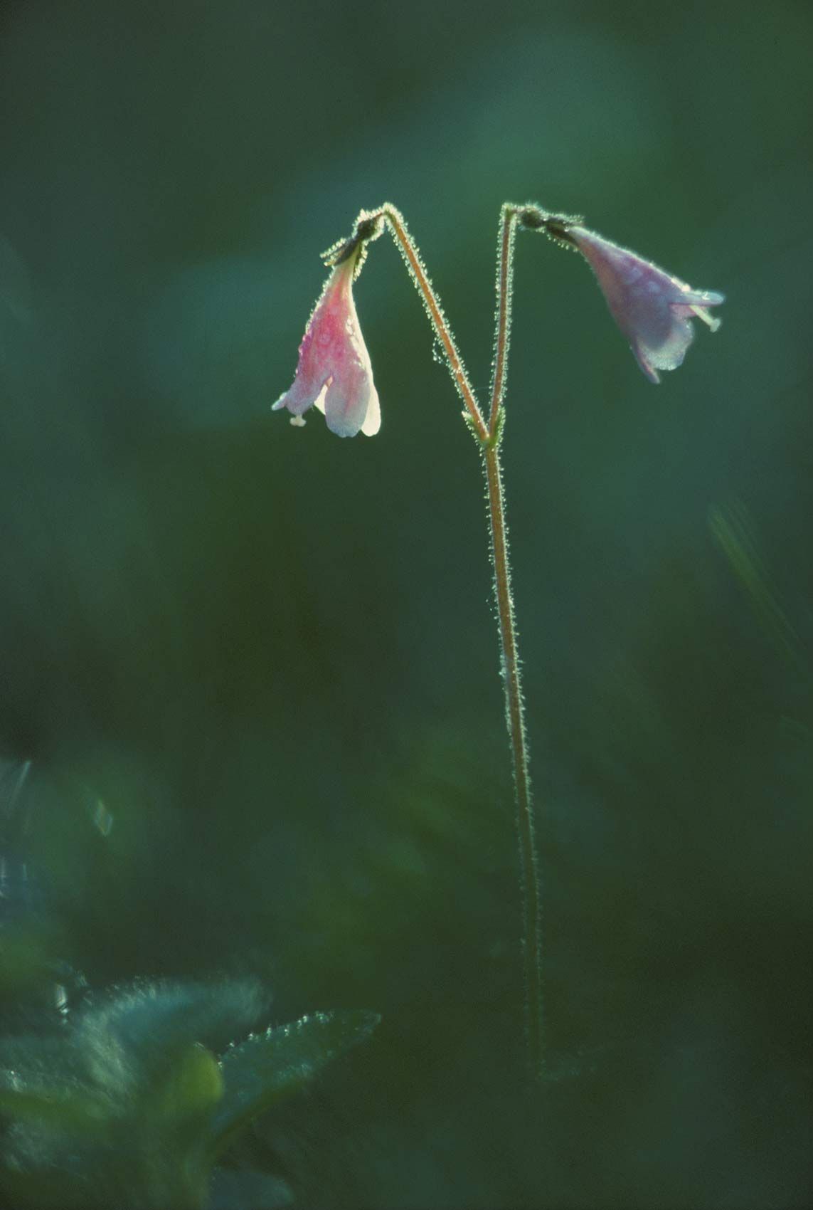 Twinflower