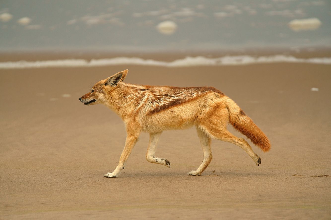 Jackal on Beach