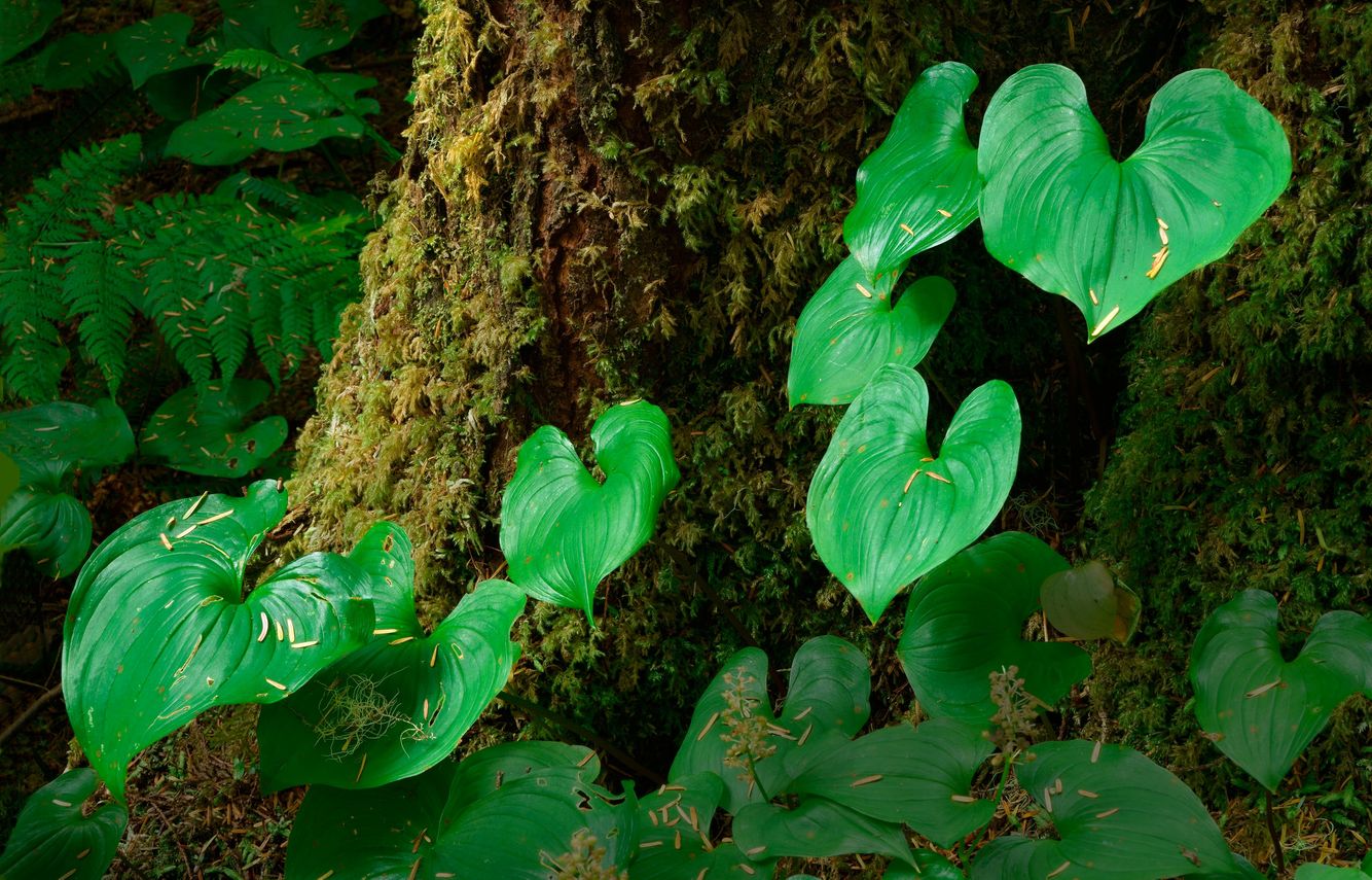 False Lily of the Valley