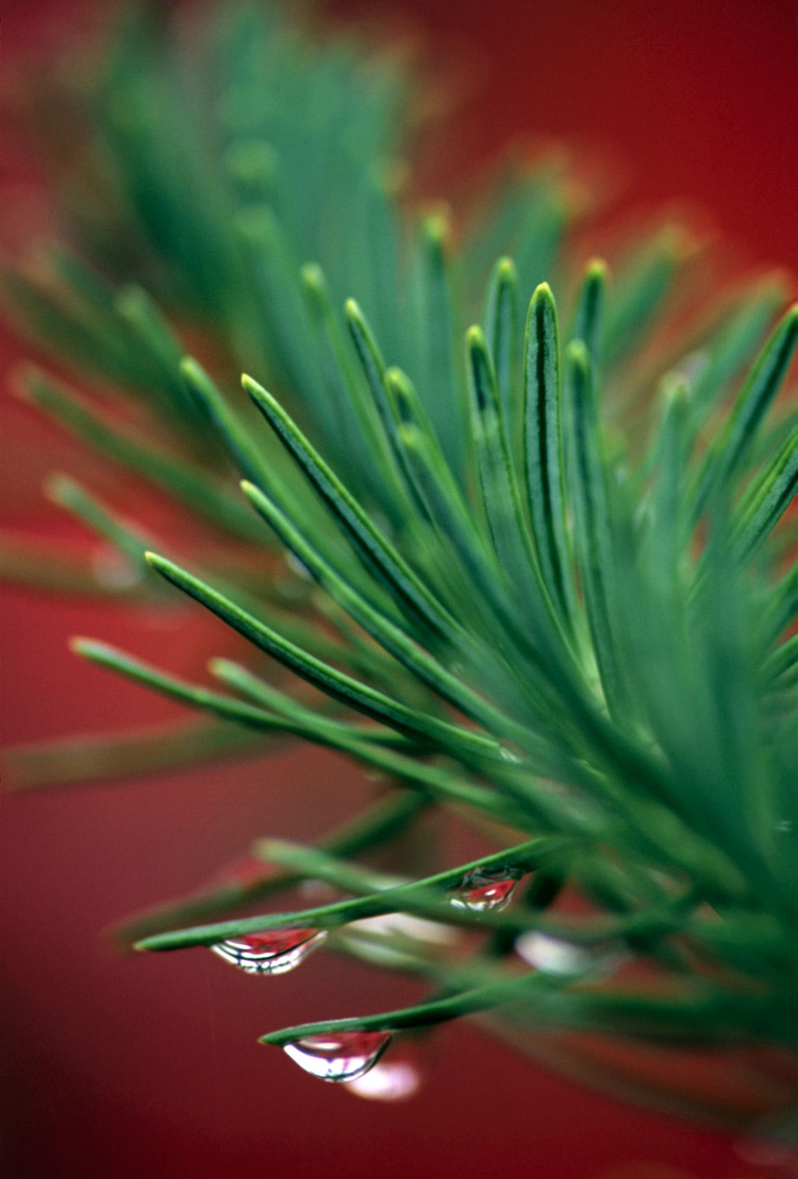 Spruce and Raindrops