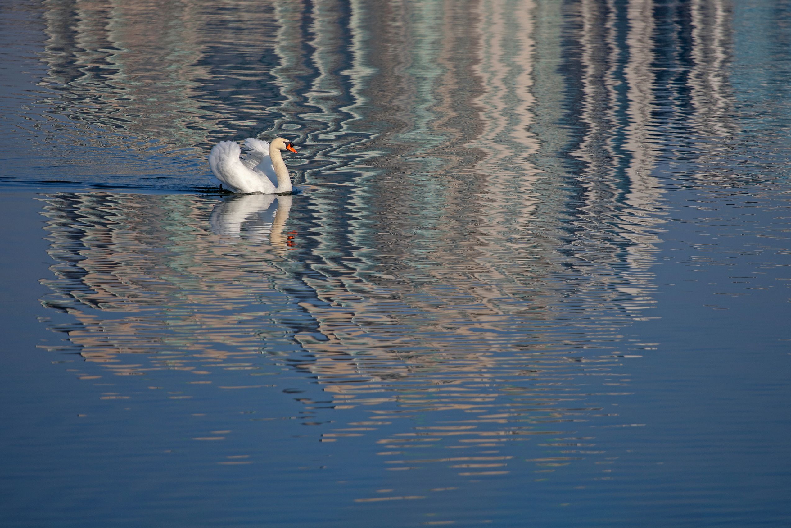 Page 8 Angry Swan.jpg