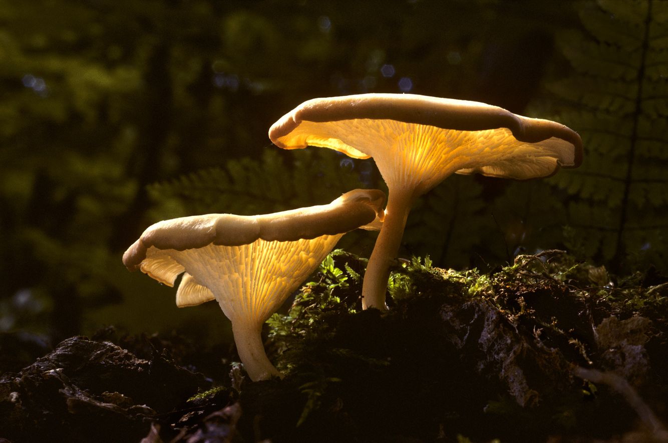 Mushroom Pair