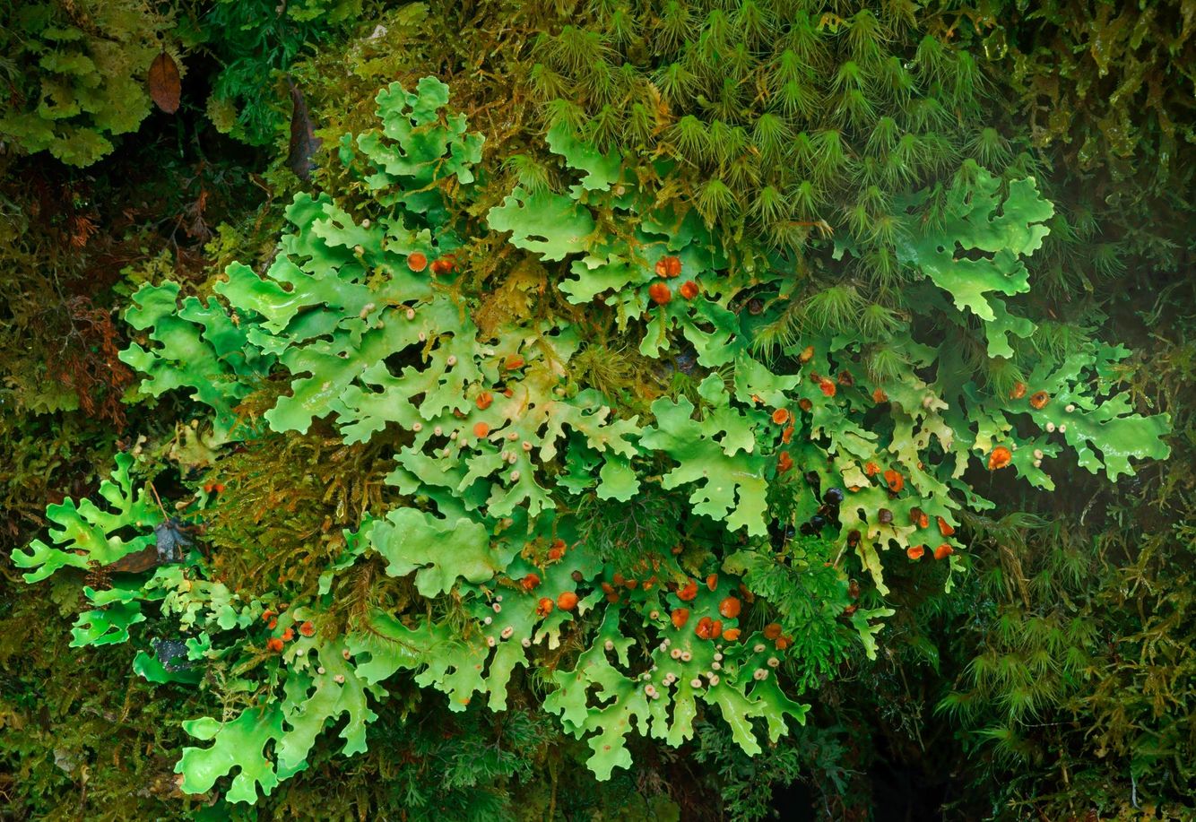 Leaf Lichen (lobariaceae)