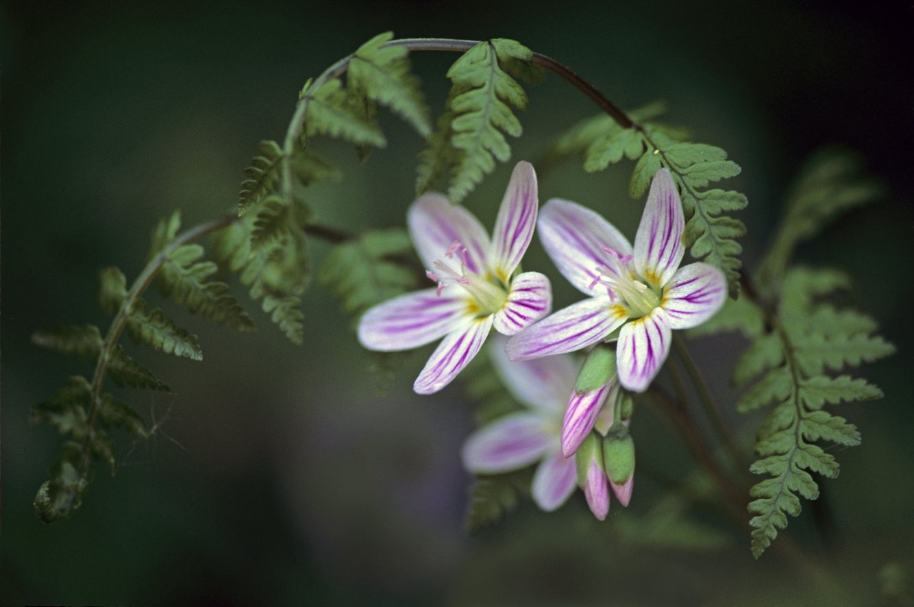 Spring Beauties and Fern