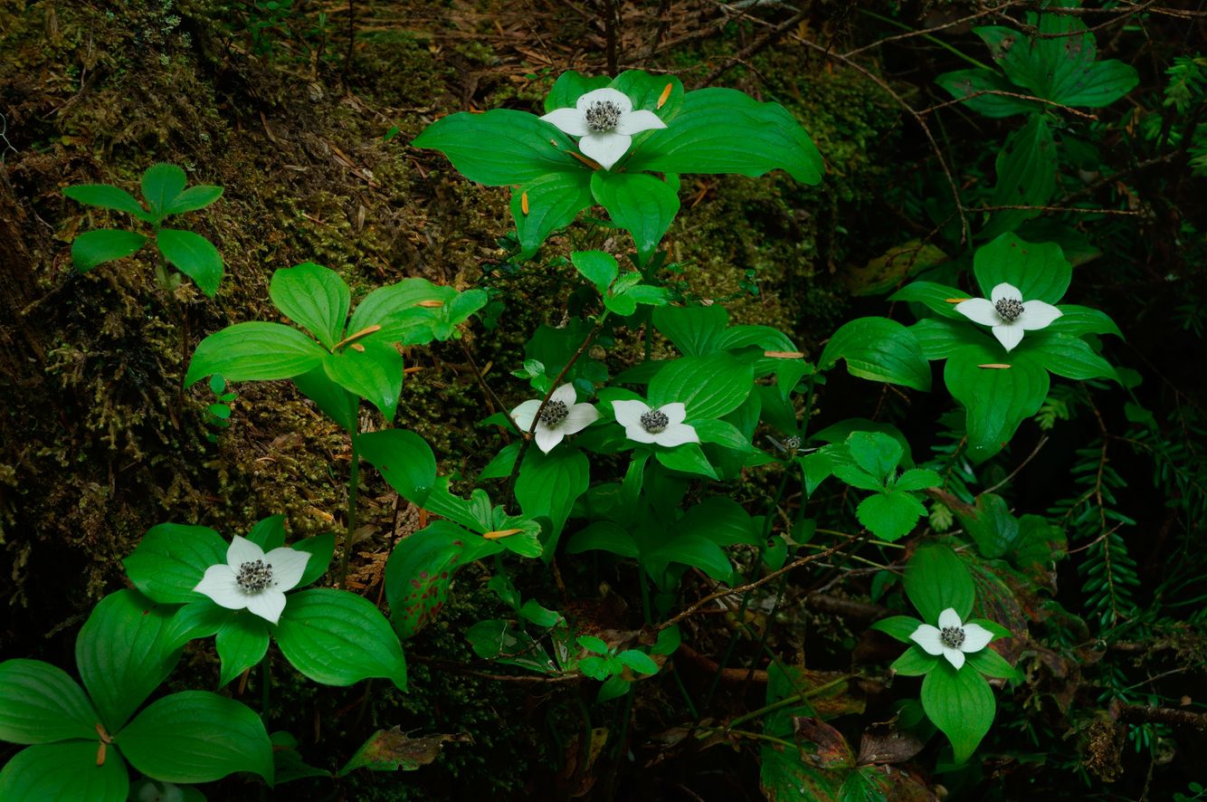 Blooming Bunchberries