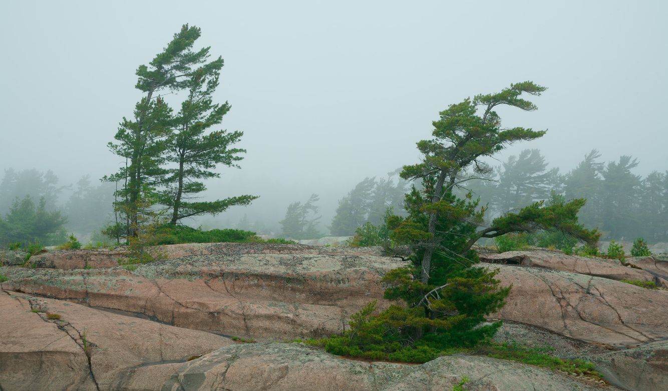 White Pines in Fog
