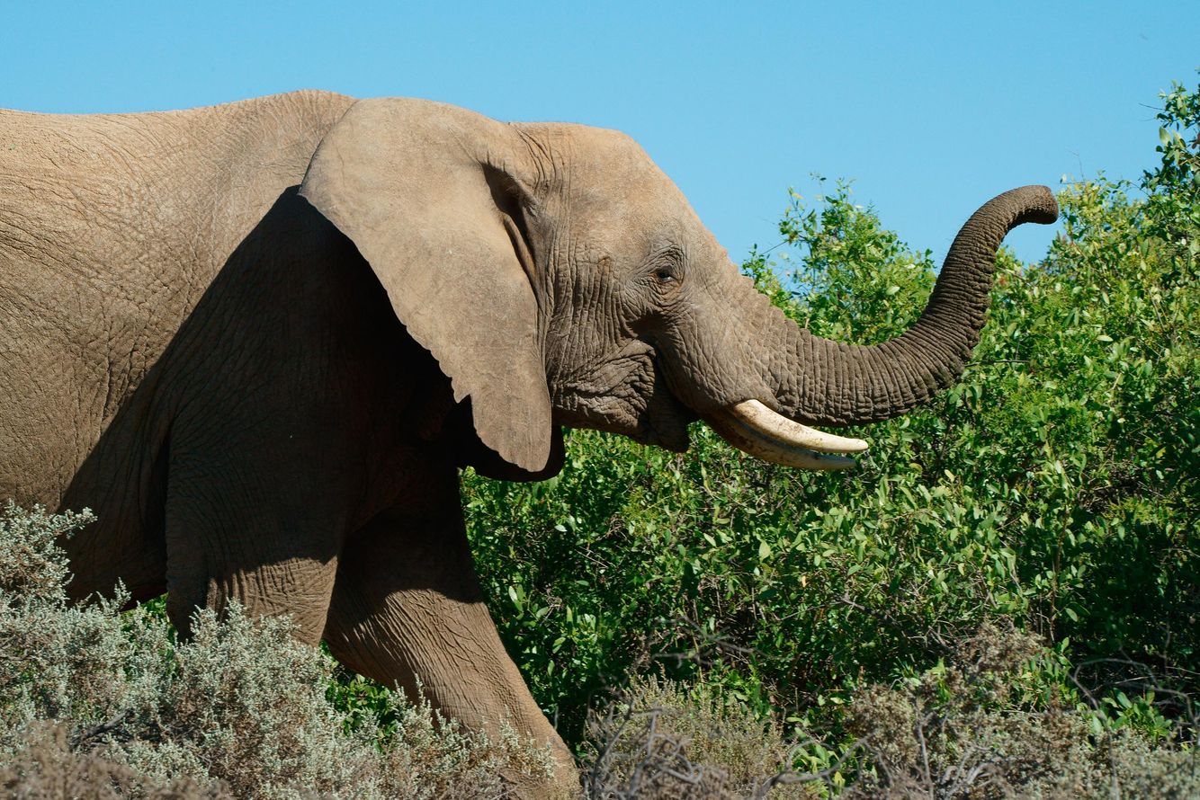 Elephant in Profile