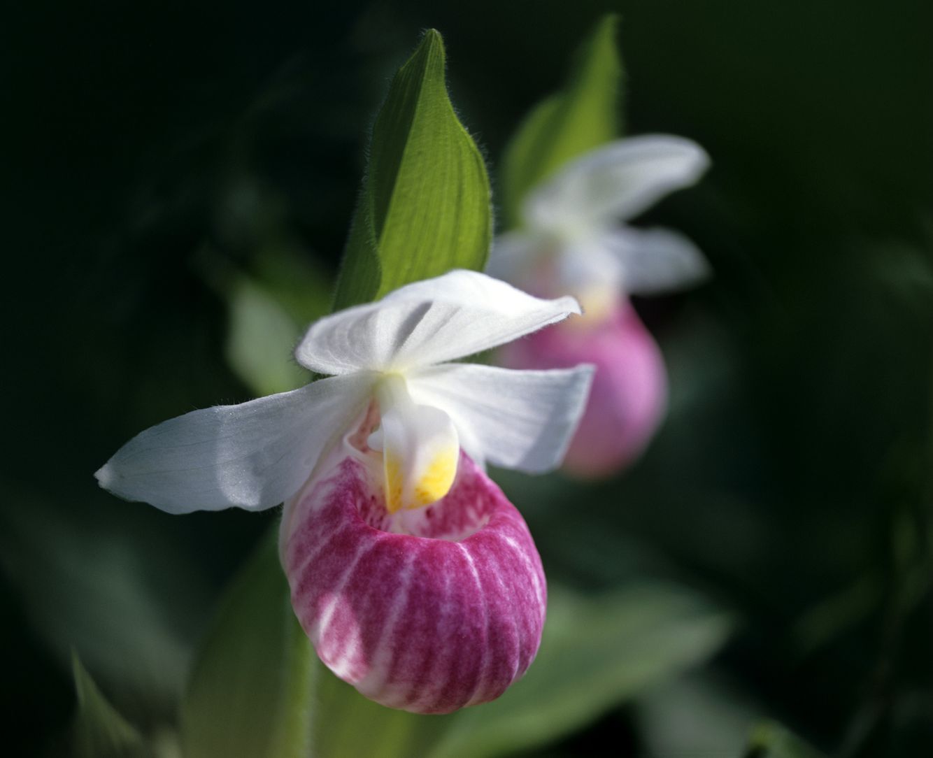 Queen's Lady's Slipper