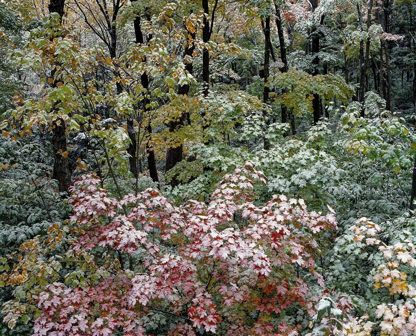 Limberlost Rd in Autumn With Snow