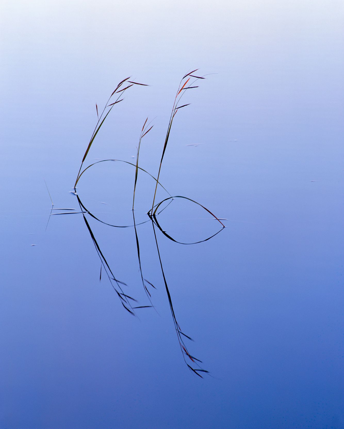 Grasses in Lake Kejimkujik