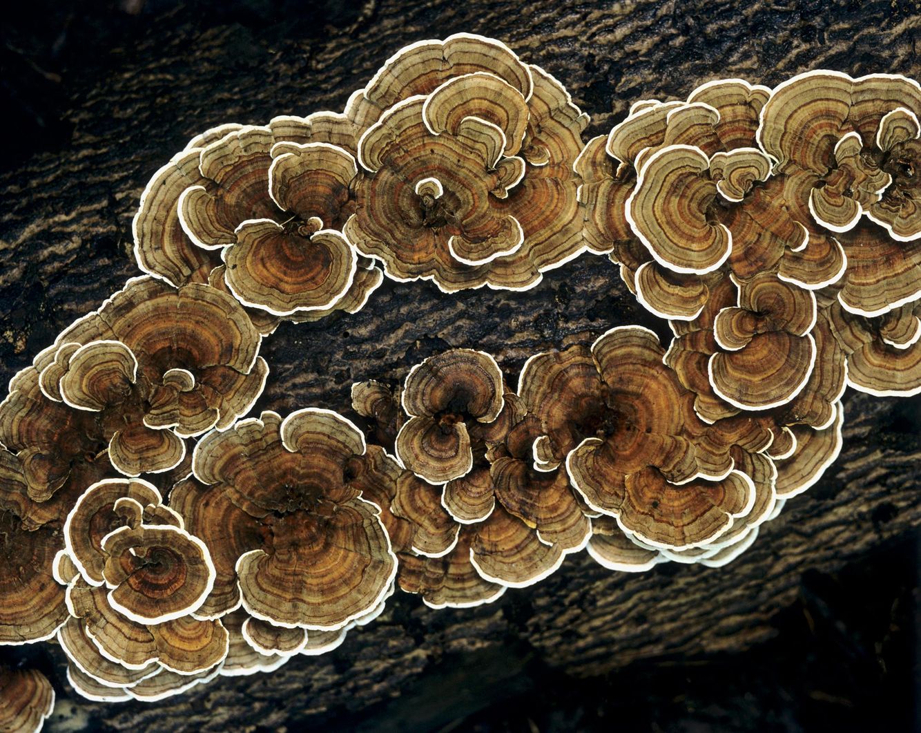 Turkey Tail Fungus