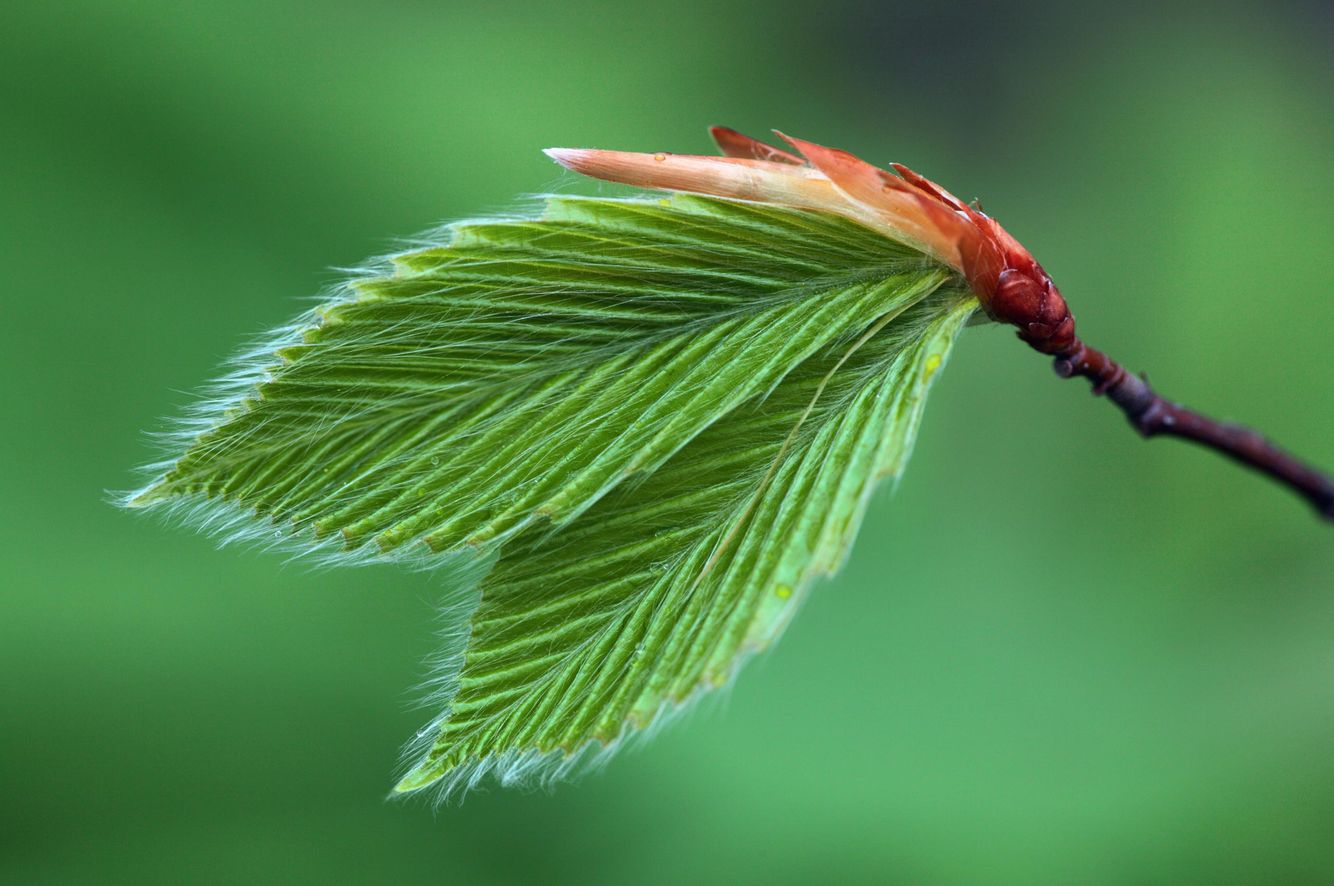 Beech Leaves 1