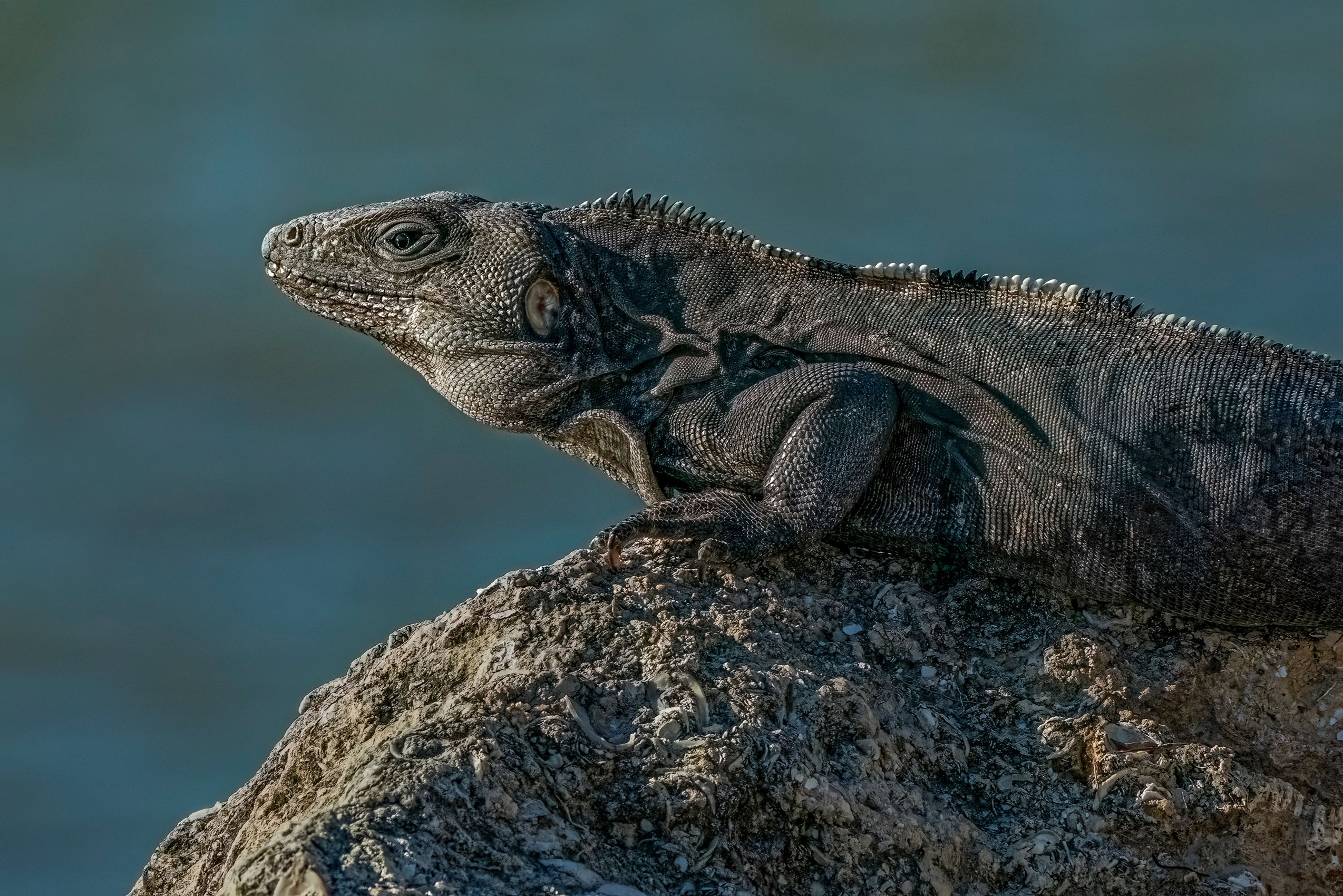 Page 130 Pensive Iguana.jpg