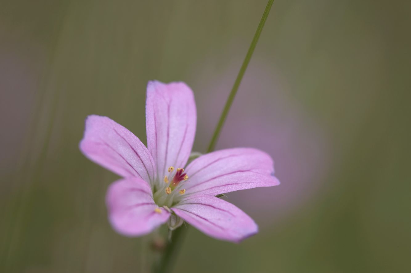 Argentine Meadow Flower