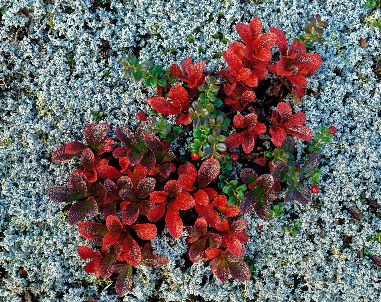 Bearberries, Lingonberries and Reindeer Moss