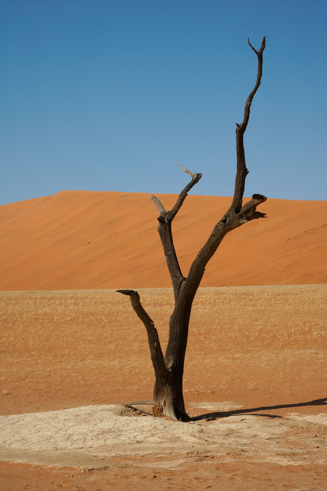 Dead Tree in Dead Vlei
