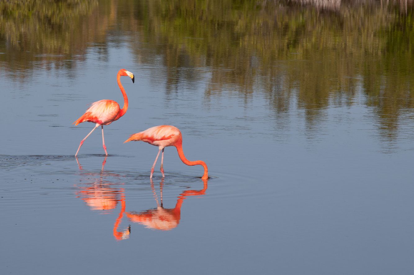 Pink Flamingos