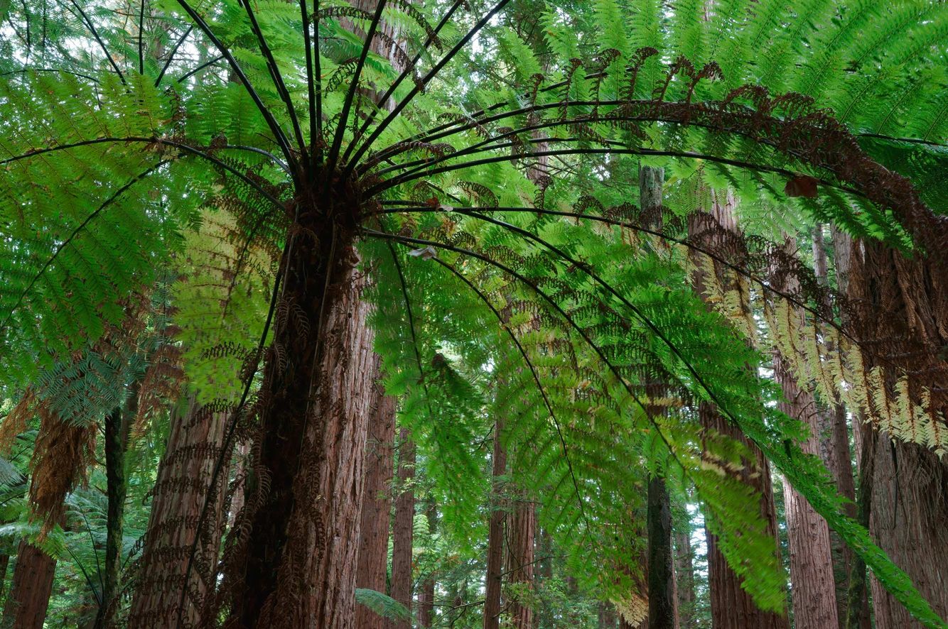 Fern and Redwoods 2