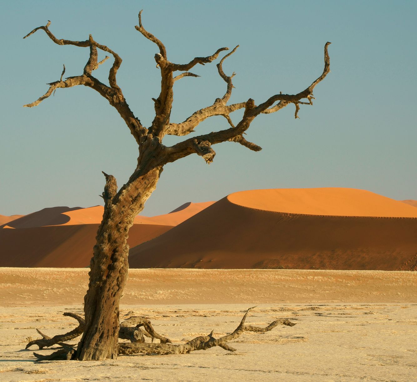 Dead Vlei Tree