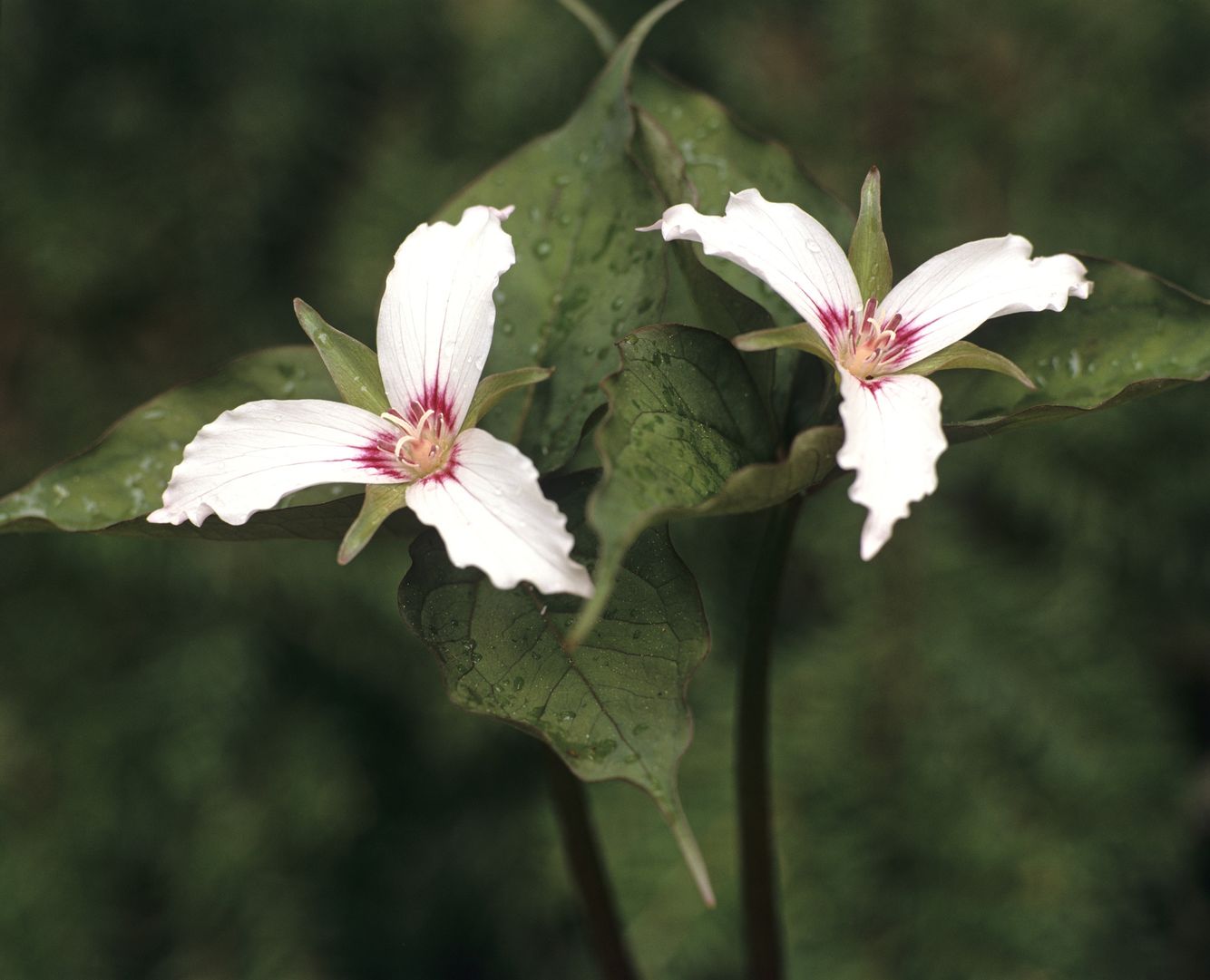 Painted Trilliums