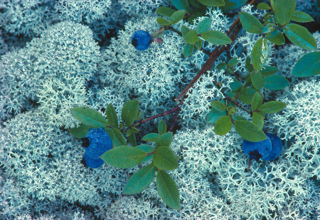 Blueberries on Reindeer Moss
