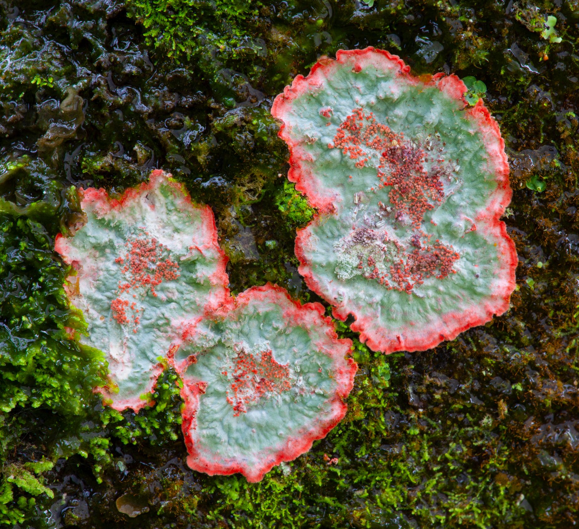 Page 165 Christmas Wreath Lichen.jpg