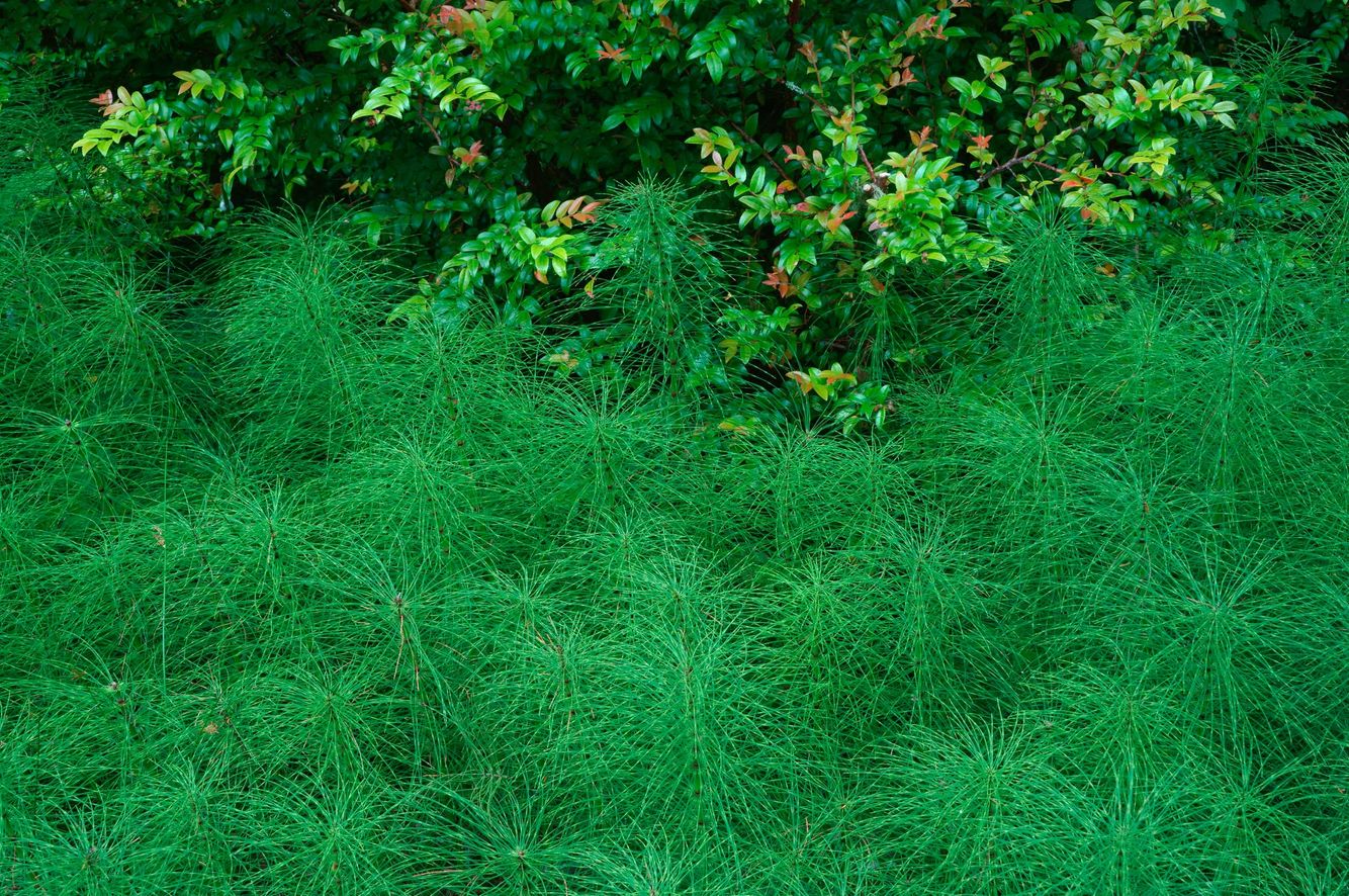 Evergreen Huckleberry and Horsetails