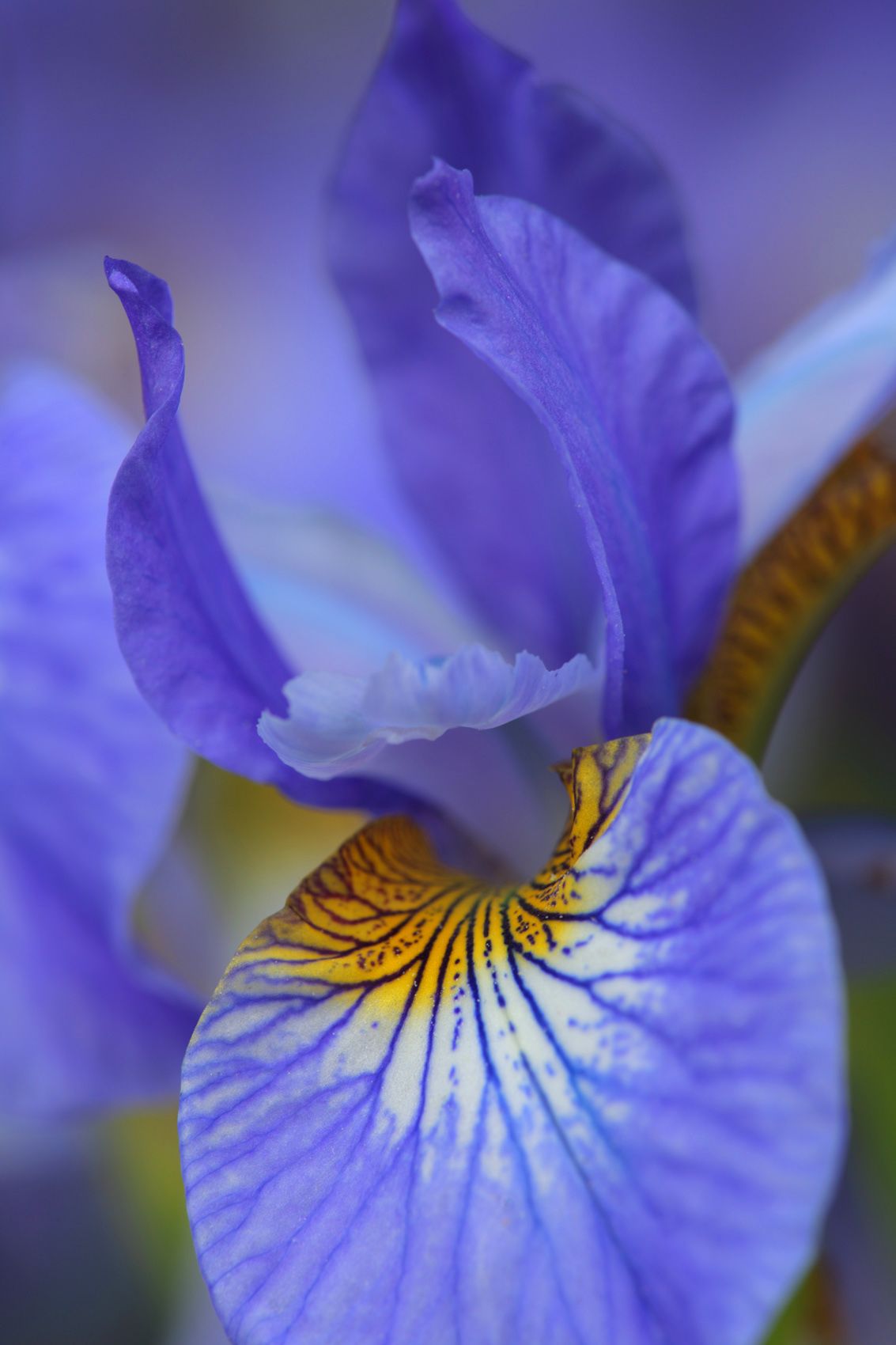 Blue Flag Iris