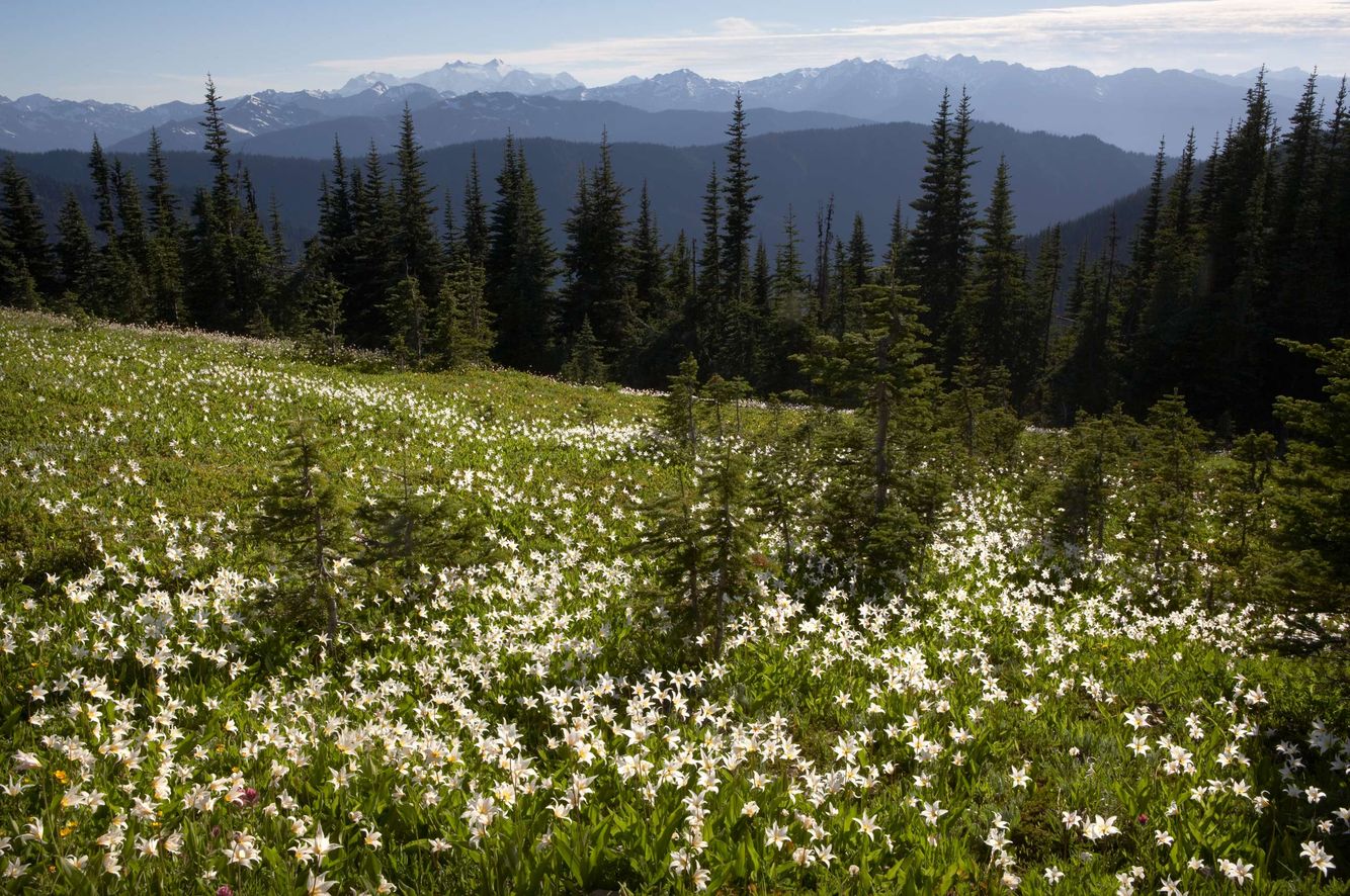 Avalanche Lilies in Alpine Meadow