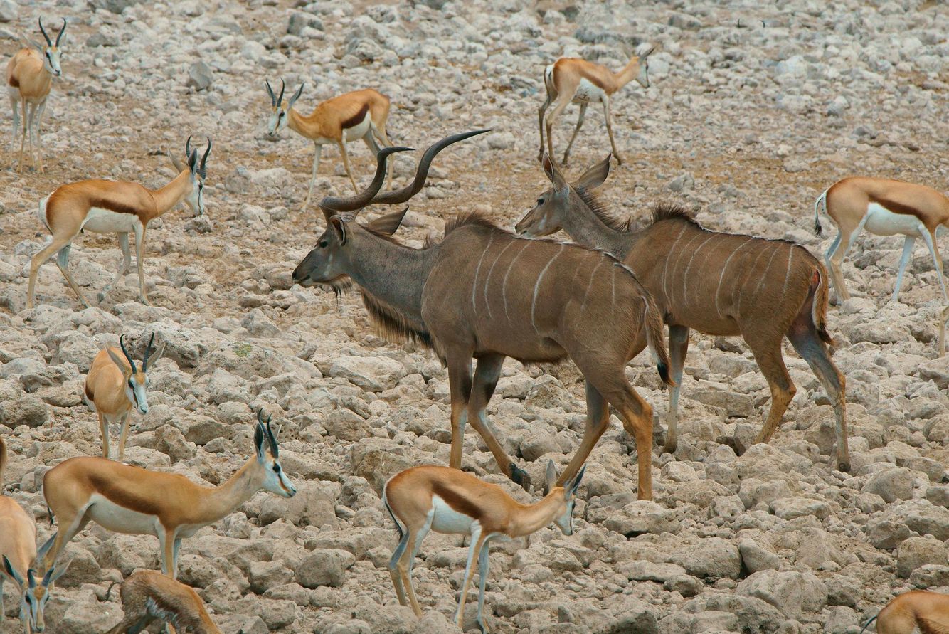 Kudus and Springbok