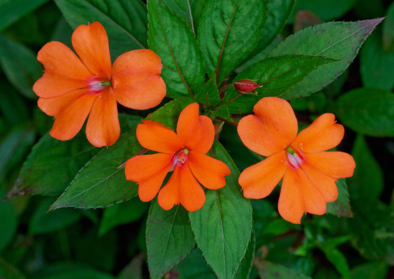Impatiens Walleriana