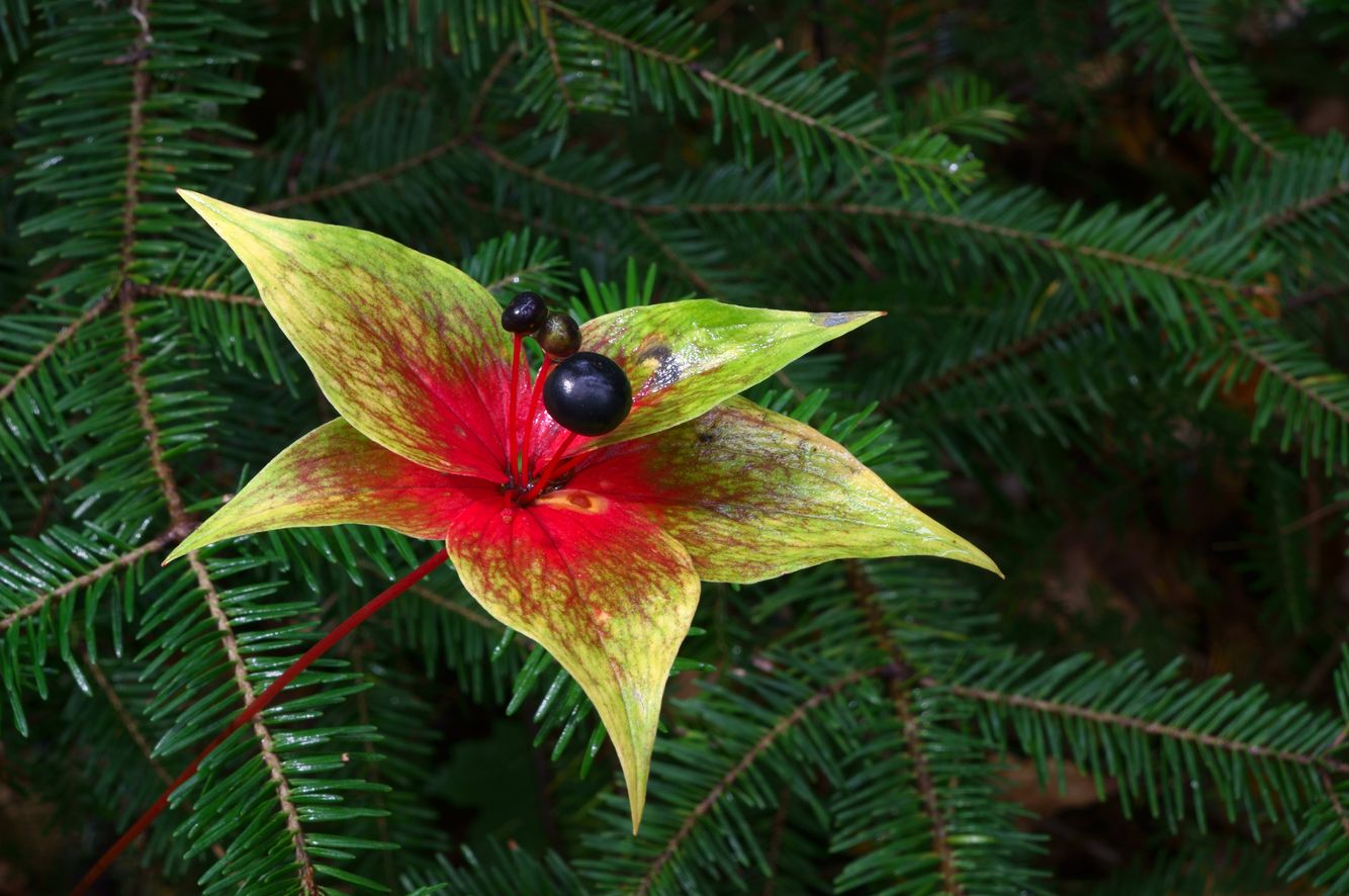 Indian Cucumber-root
