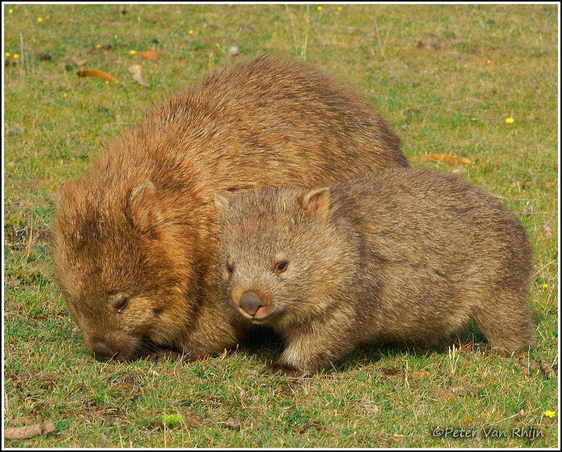 Wombat Mother and Baby