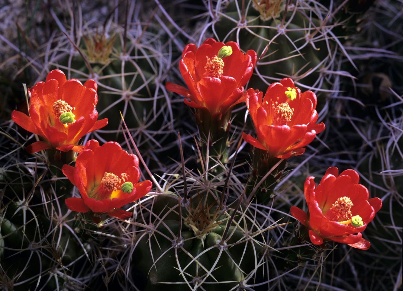 Claret Cup Cactus