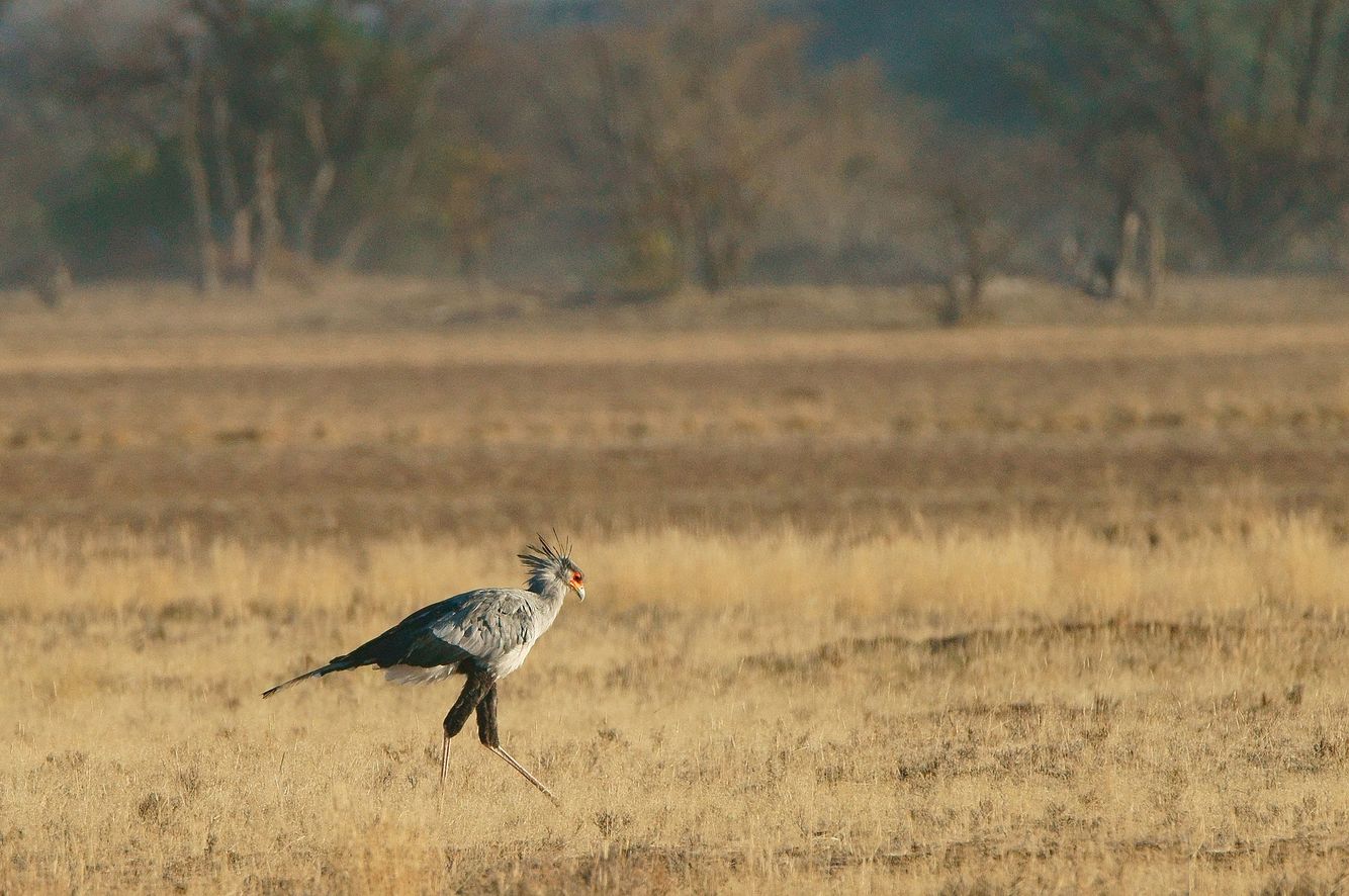 Secretary Bird