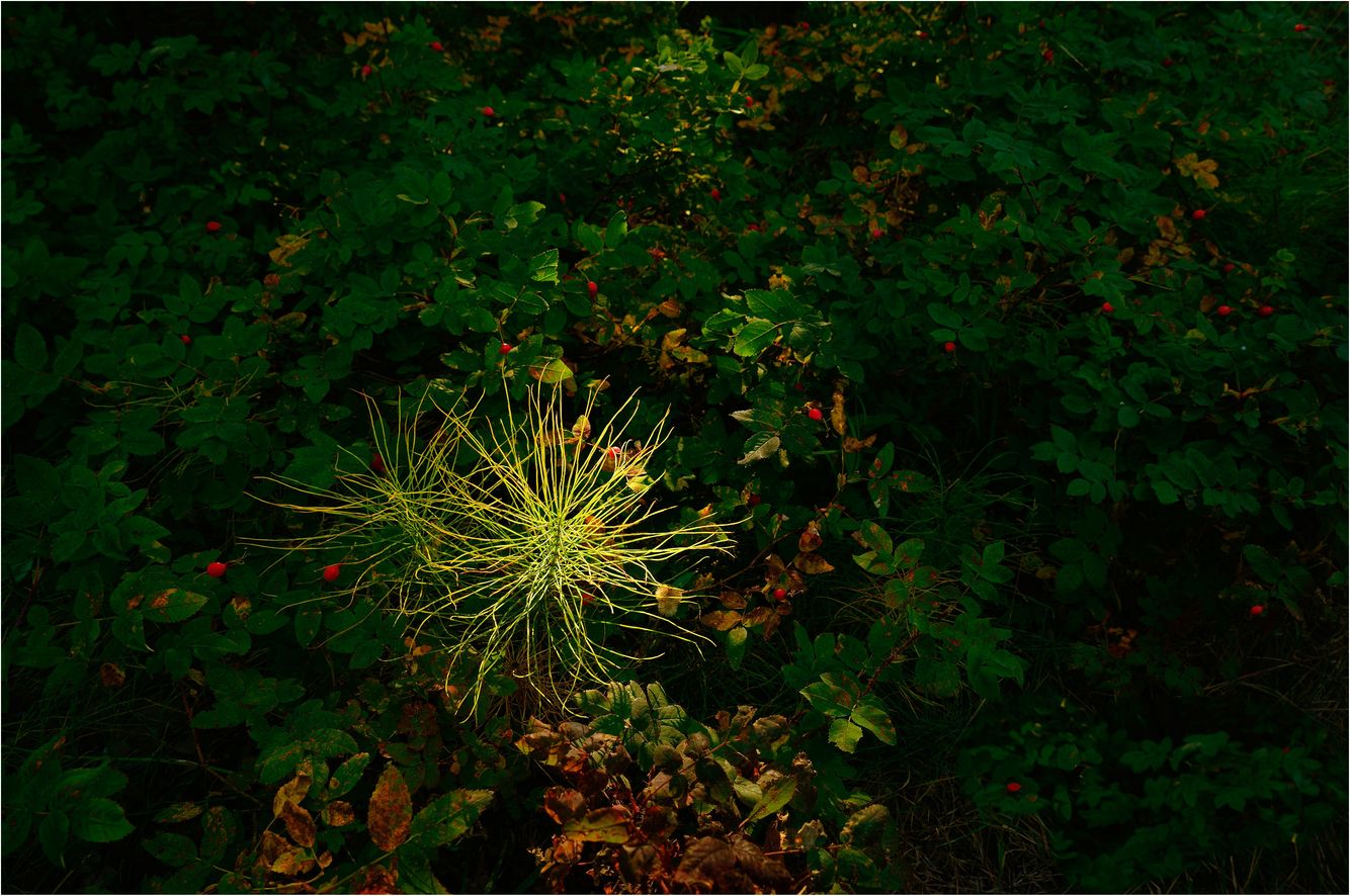 Horsetail and Rosebushes